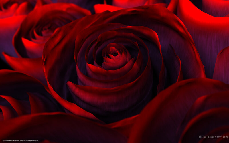 Red Rose in Bloom — Dramatic, Photograph, Petals, Flower