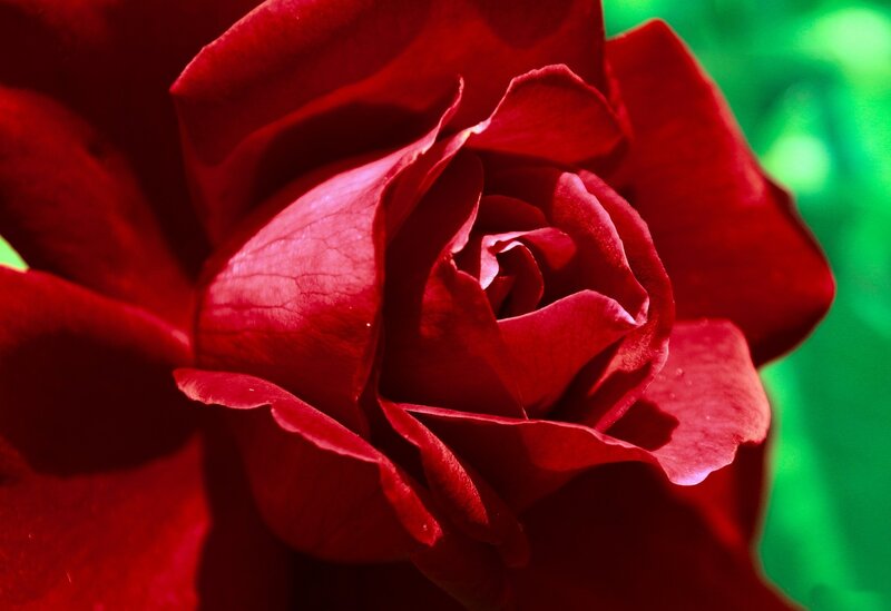 Red Rose in Bloom — Dramatic, Photograph, Petals, Green Background