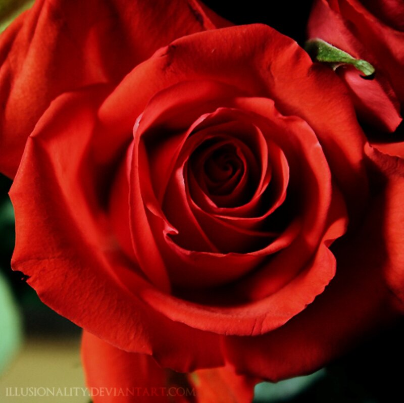 Red Rose in Bloom — Dramatic, Photograph, Petals, Green Leaf