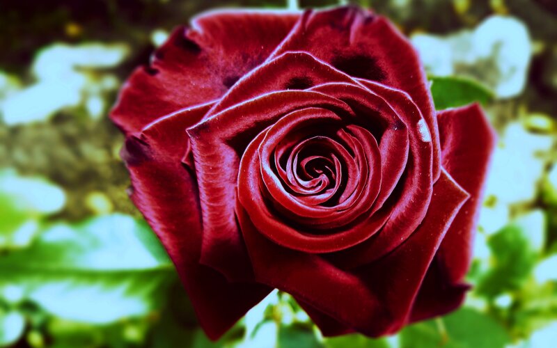 Red Rose in Bloom — Dramatic, Photograph, Petals, Green Leaves