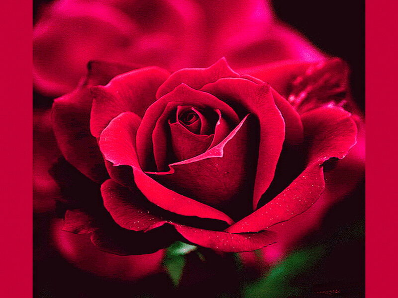 Red Rose in Bloom — Dramatic, Photograph, Petals, Green Stem