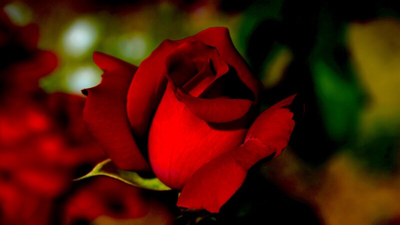 Red Rose in Bloom — Dramatic, Photograph, Petals, Leaf, Background