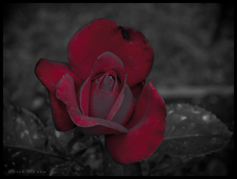 Red Rose in Bloom — Dramatic, Photograph, Petals, Leaf