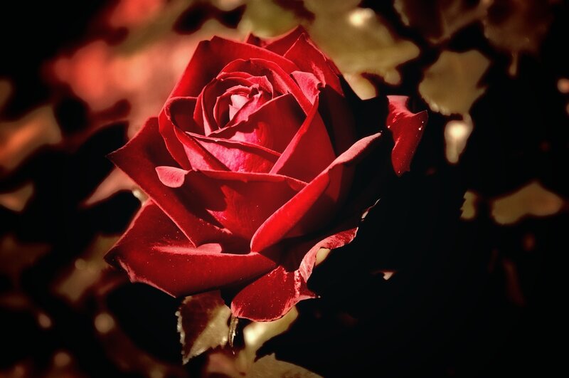 Red Rose in Bloom — Dramatic, Photograph, Petals, Leaves, Dark Background