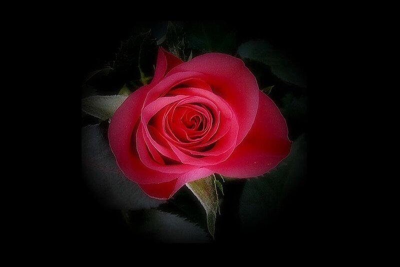 Red Rose in Bloom — Dramatic, Photograph, Petals, Leaves, Stem