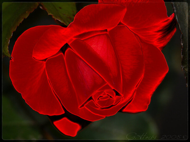 Red Rose in Bloom — Dramatic, Photograph, Petals, Leaves