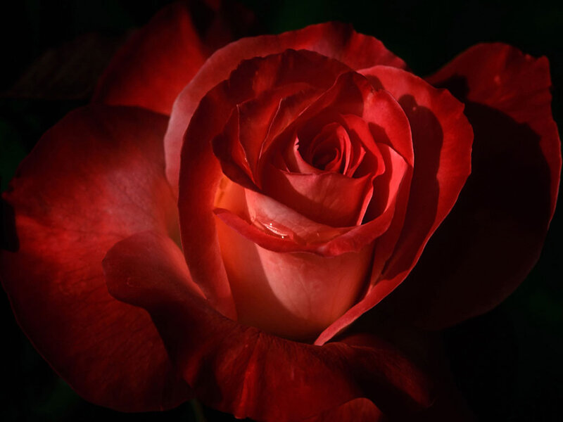 Red Rose in Bloom — Dramatic, Photograph, Petals, Light