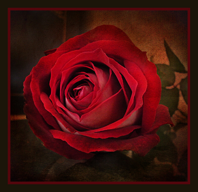Red Rose in Bloom — Dramatic, Photograph, Petals, Shadow