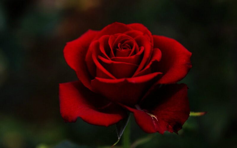 Red Rose in Bloom — Dramatic, Photograph, Petals, Stem, Background