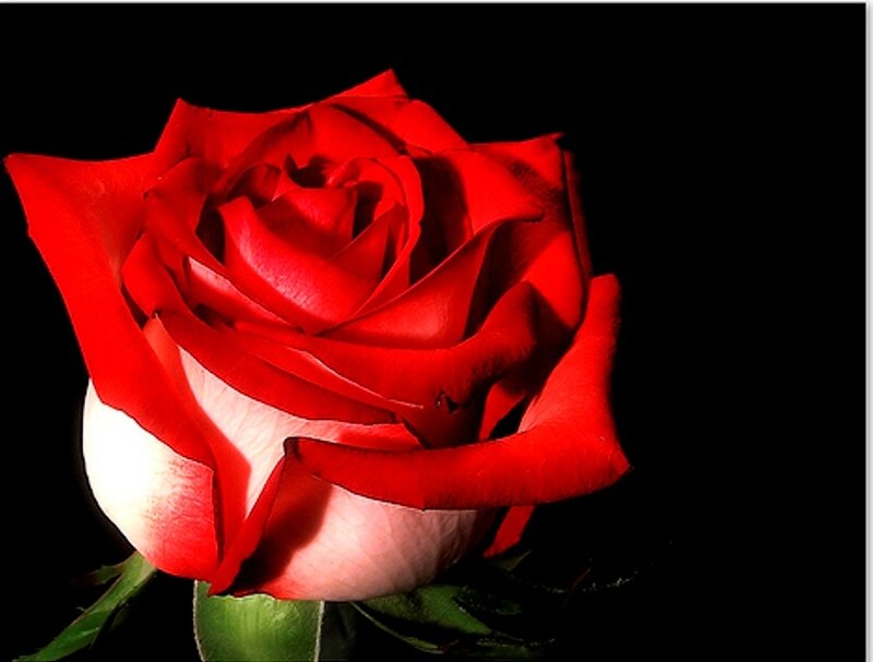 Red Rose in Bloom — Dramatic, Photograph, Petals, Stem, Black Background