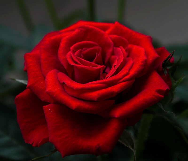 Red Rose in Bloom — Dramatic, Photograph, Petals, Stem, Leaf