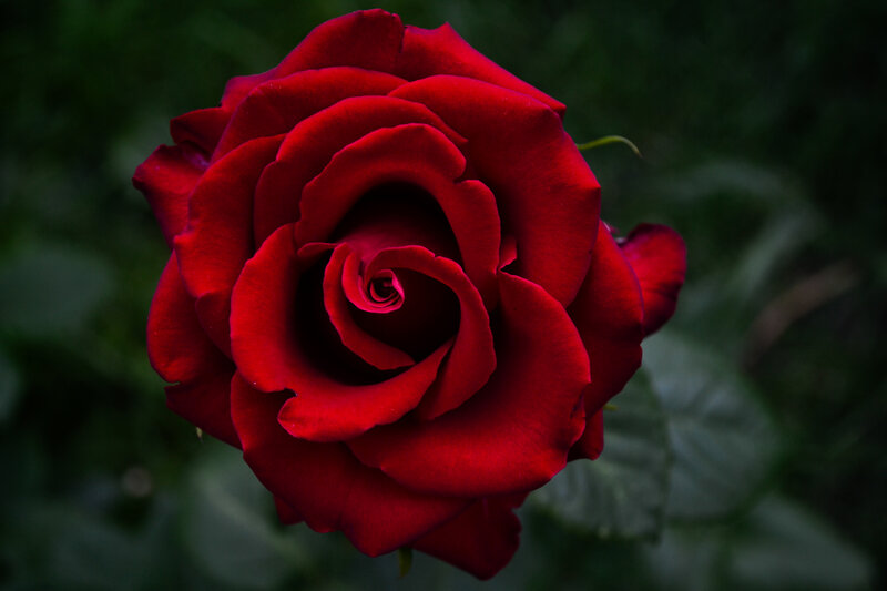 Red Rose in Bloom — Dramatic, Photograph, Petals, Stem, Leaves