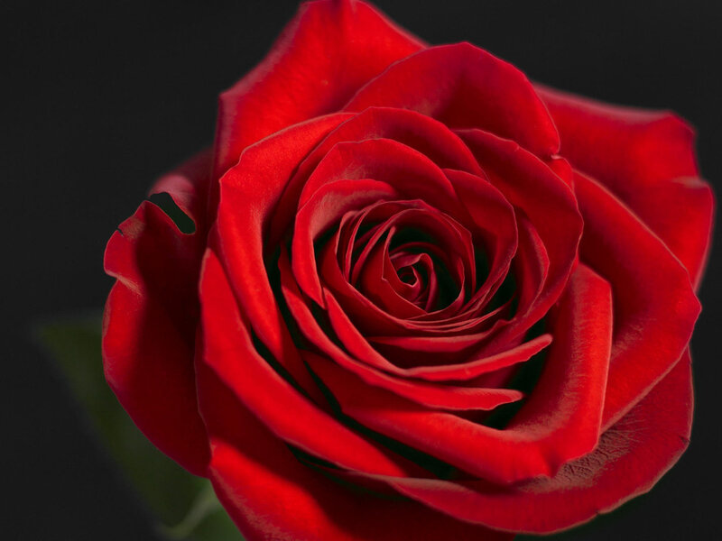 Red Rose in Bloom — Dramatic, Photograph, Petals, Stem