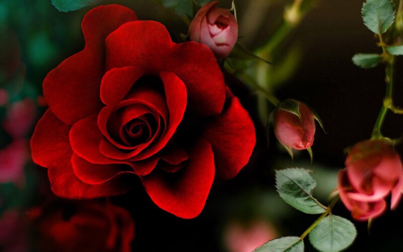 Red Rose in Bloom — Dramatic, Photograph, Rose Buds