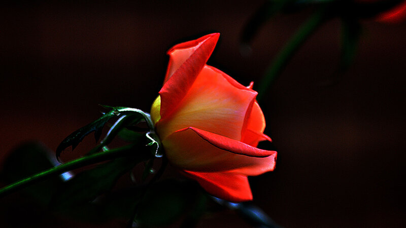 Red Rose in Bloom — Dramatic, Photograph, Stem, Leaf, Dark Background