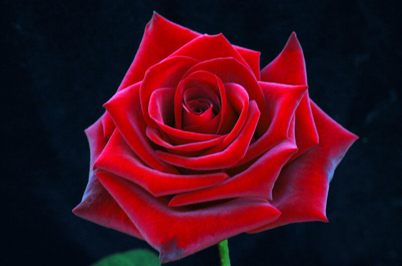 Red Rose in Bloom — Dramatic, Photograph, Stem, Leaf