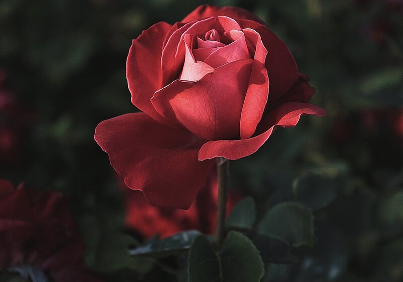 Red Rose in Bloom — Dramatic, Photograph, Stem, Leaves, Background