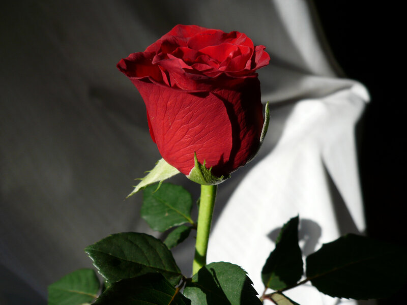 Red Rose in Bloom — Dramatic, Photograph, Stem, Leaves