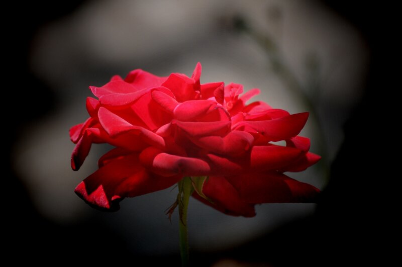 Red Rose in Bloom — Dramatic, Photograph, Stem, Petals, Dark Background