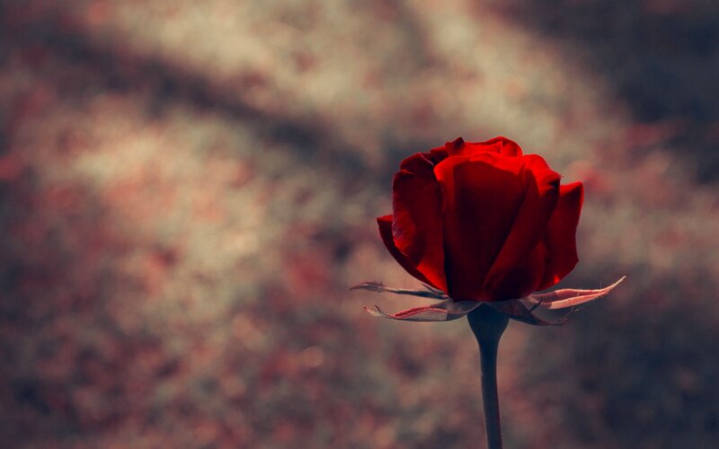 Red Rose in Bloom — Dramatic, Photograph, Stem, Petals