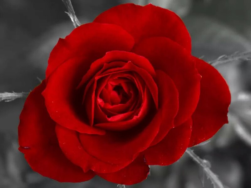 Red Rose in Bloom — Dramatic, Photograph, Stem, Thorn