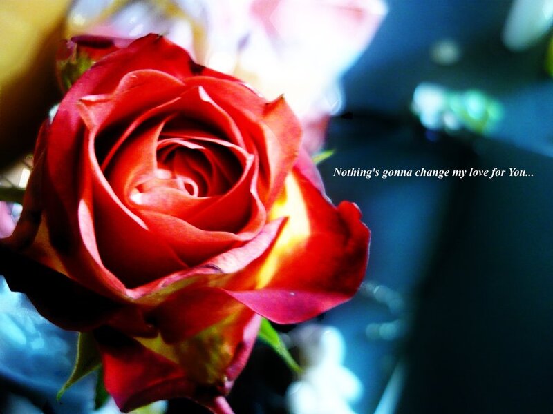 Red Rose in Bloom — Dramatic, Photograph, Text