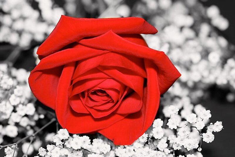 Red Rose in Bloom — Dramatic, Photograph, White Flowers