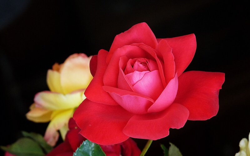 Red Rose in Bloom — Dramatic, Photograph, Yellow Flower