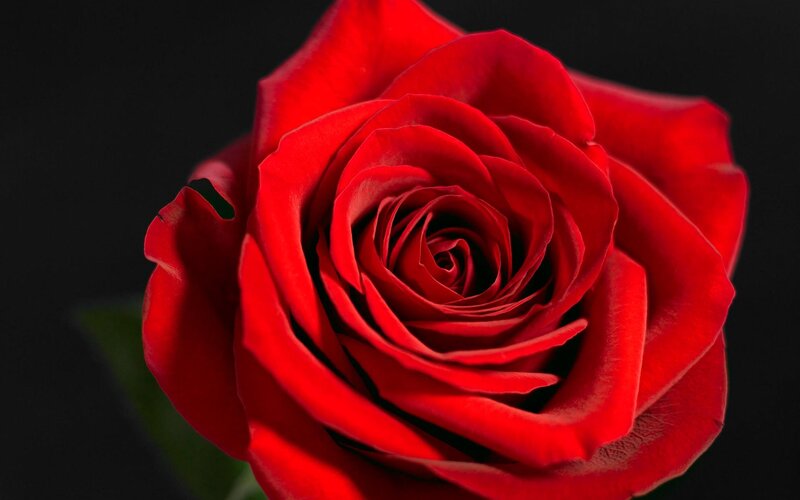 Red Rose in Bloom — Dramatic, Stem