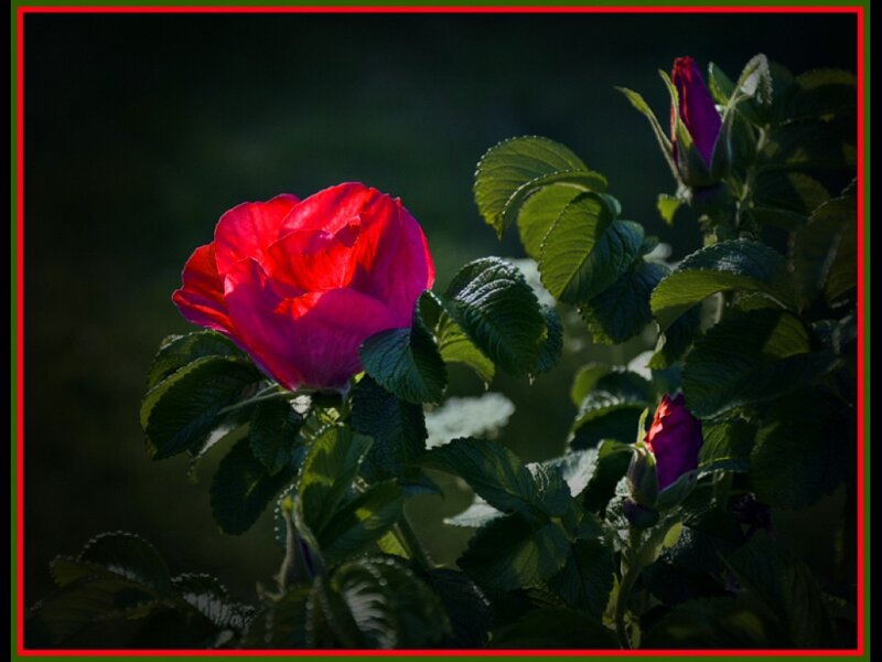 Red Rose in Bloom — Dramatic, Sunset, Photograph, Buds, Leaves