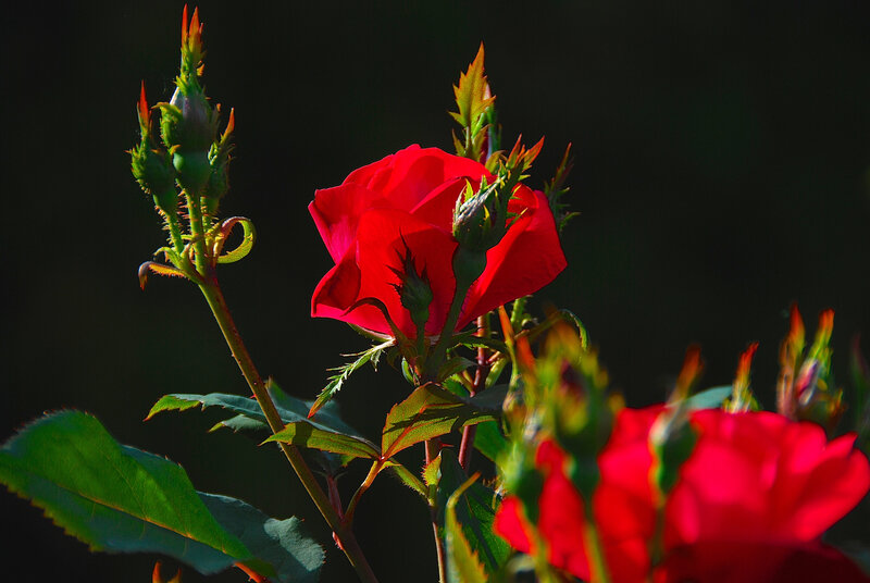 Red Rose in Bloom — Dramatic, Sunset, Photograph, Buds