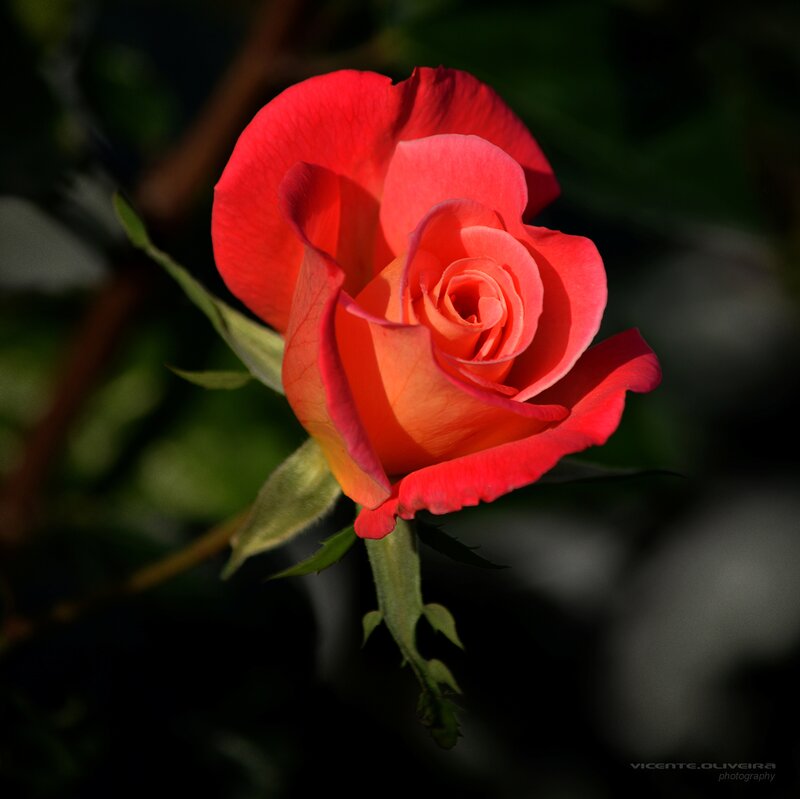 Red Rose in Bloom — Dramatic, Sunset, Photograph, Stem
