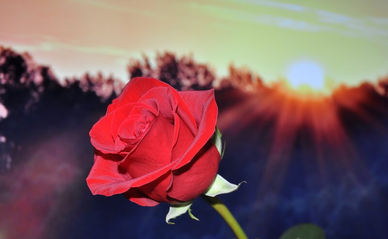 Red Rose in Bloom — Dramatic, Sunset, Photograph, Sun