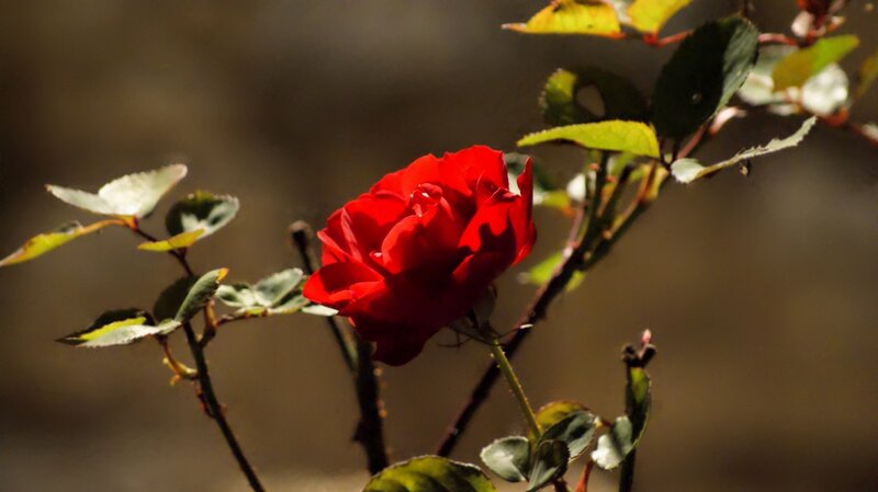 Red Rose in Bloom — Dramatic, Sunset, Photograph