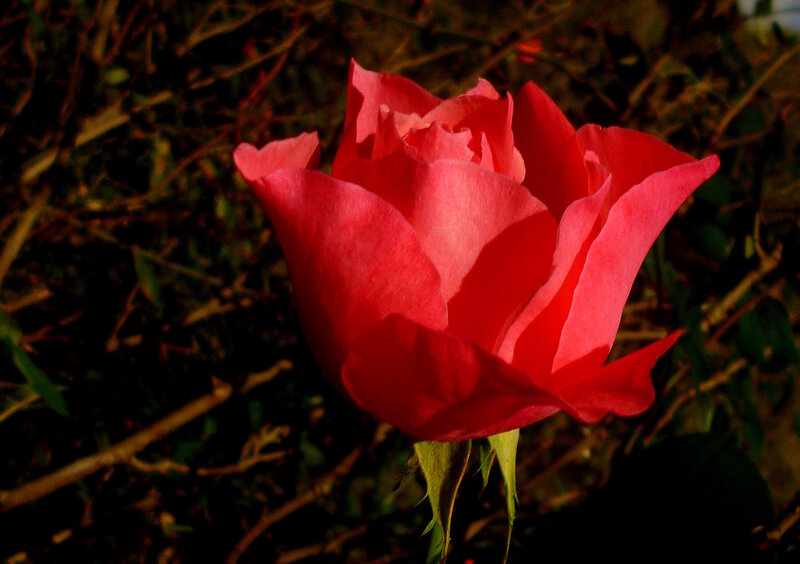 Red Rose in Bloom — Dramatic, Sunset