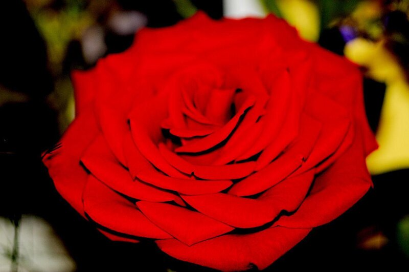 Red Rose in Bloom — Dramatic