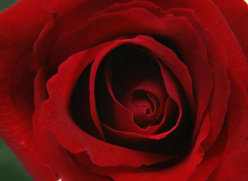 Red Rose in Bloom — Intense