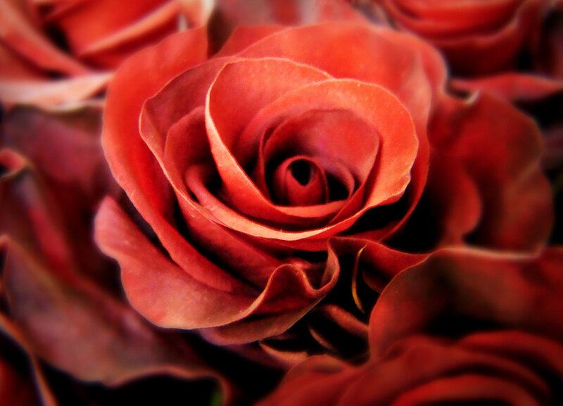 Red Rose in Bloom — Intimate