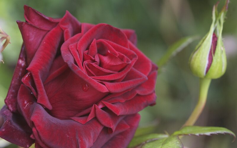 Red Rose in Bloom — Leaf