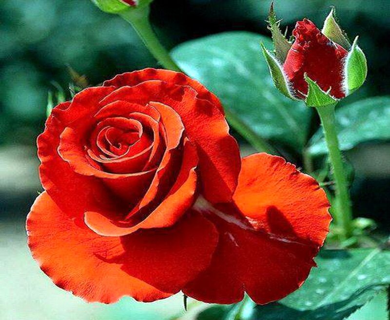 Red Rose in Bloom — Natural, Afternoon, Photograph, Bud, Leaves, Stem