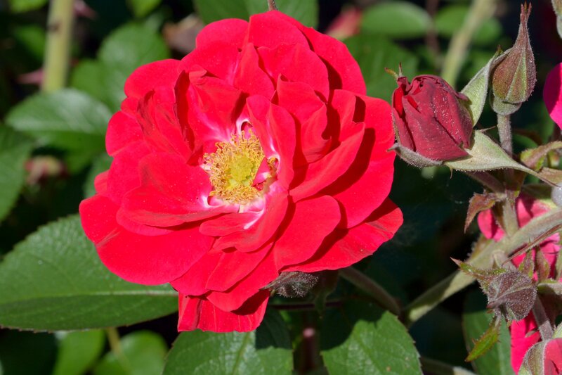 Red Rose in Bloom — Natural, Afternoon, Photograph, Bud, Leaves