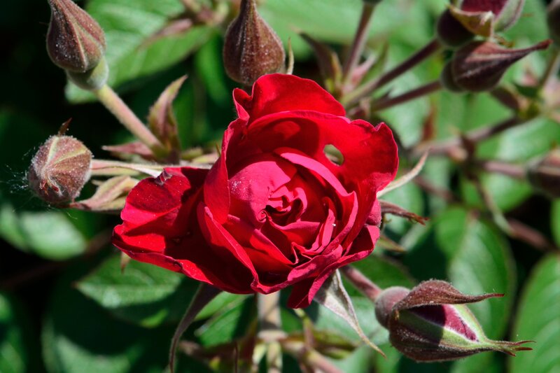 Red Rose in Bloom — Natural, Afternoon, Photograph, Buds, Leaves, Stem