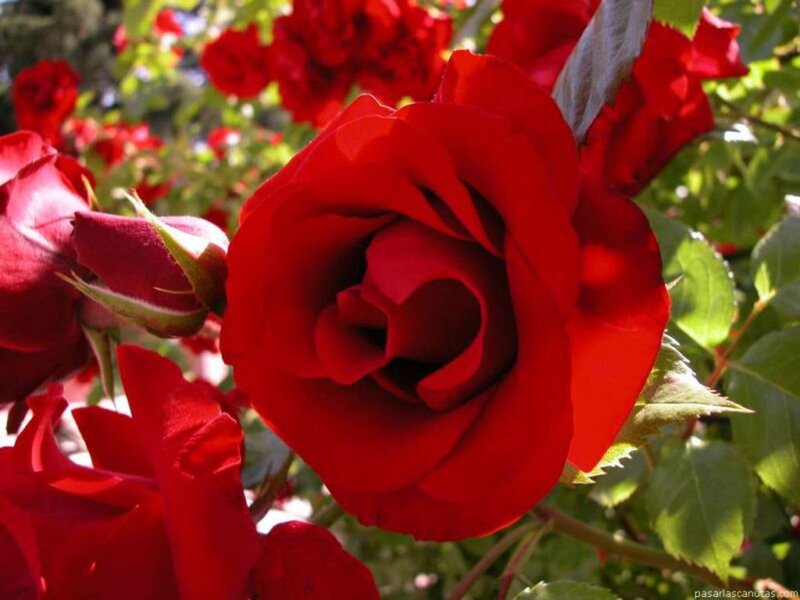 Red Rose in Bloom — Natural, Afternoon, Photograph, Buds, Leaves, Sunlight