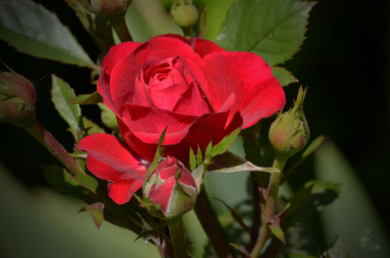 Red Rose in Bloom — Natural, Afternoon, Photograph, Buds, Leaves