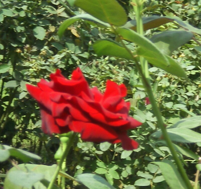 Red Rose in Bloom — Natural, Afternoon, Photograph, Green Leaves