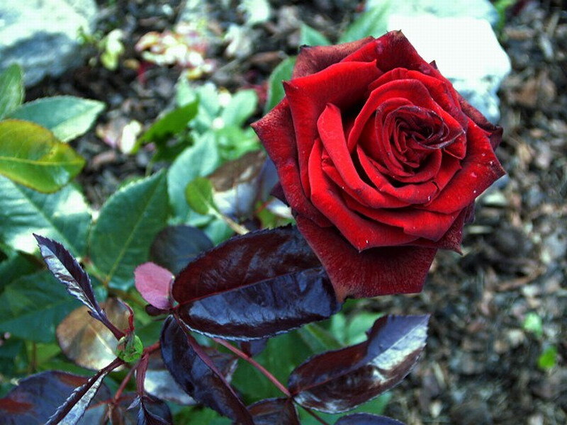 Red Rose in Bloom — Natural, Afternoon, Photograph, Leaves