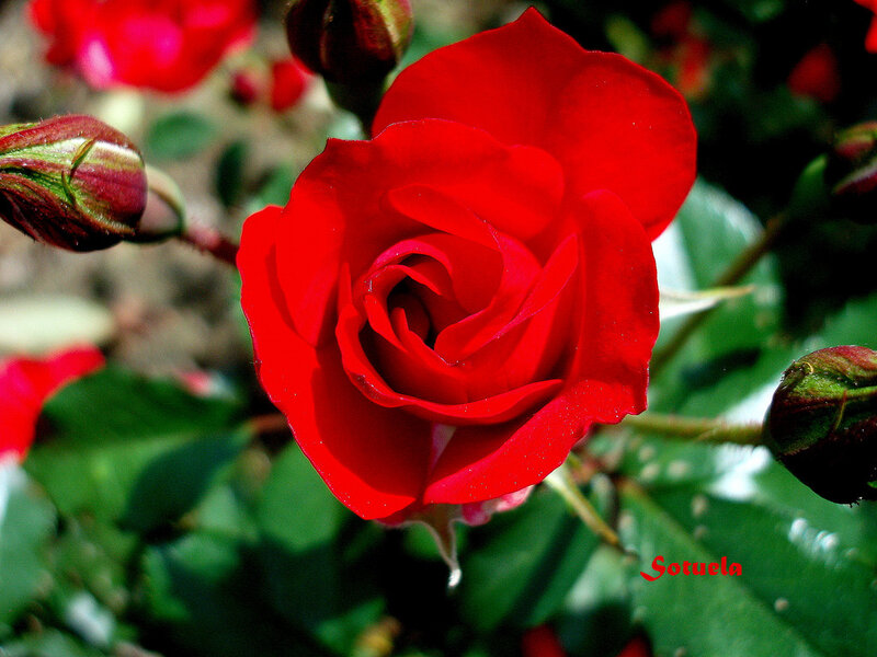 Red Rose in Bloom — Natural, Afternoon, Photograph