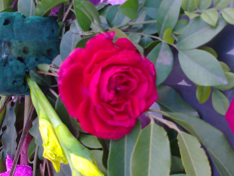 Red Rose in Bloom — Natural, Afternoon
