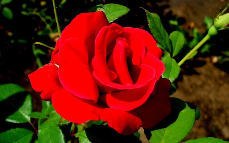 Red Rose in Bloom — Natural, Green Leaves