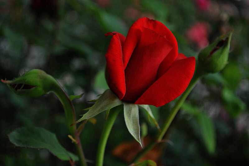 Red Rose in Bloom — Natural, Photograph, Bud, Leaf
